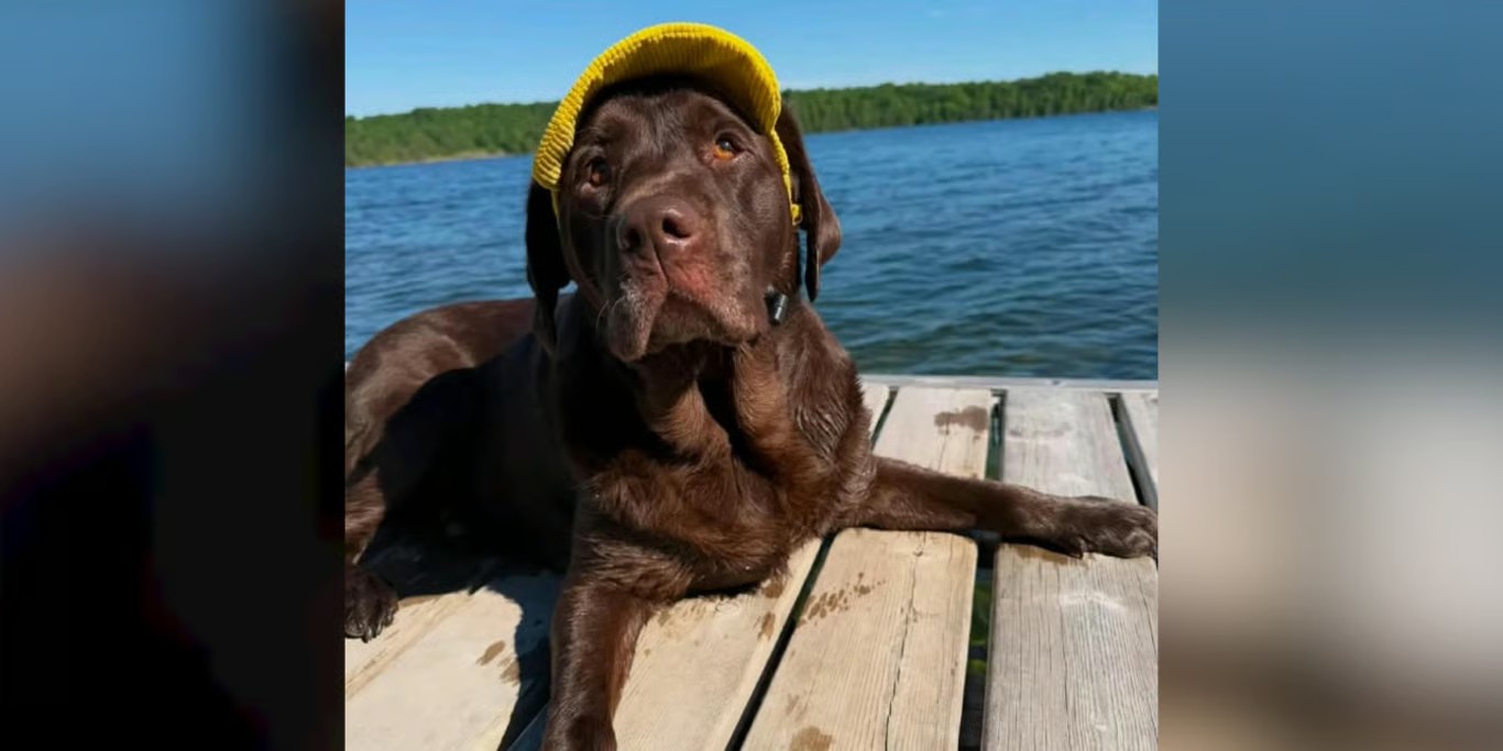Chocolate labrador on a jetty