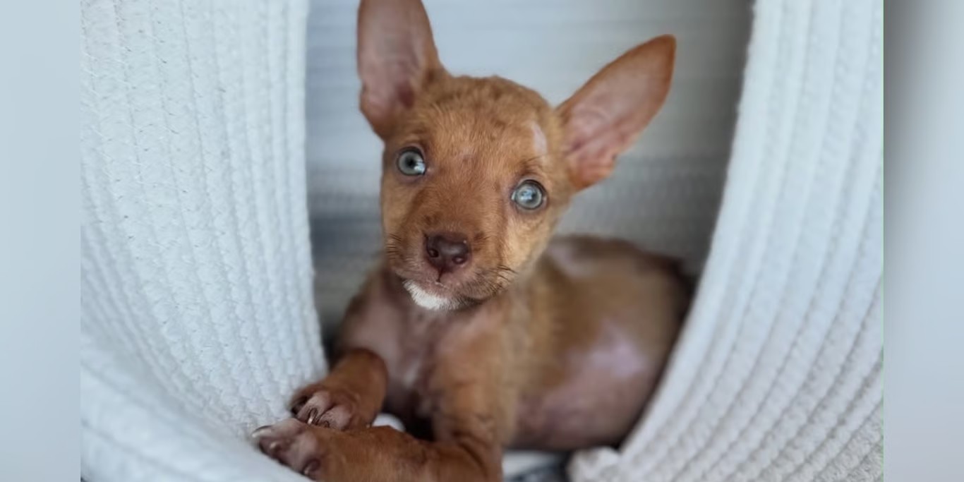 Young puppy looking up