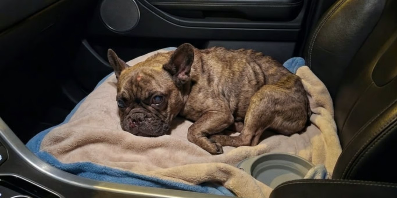 French bulldog resting on a blanket