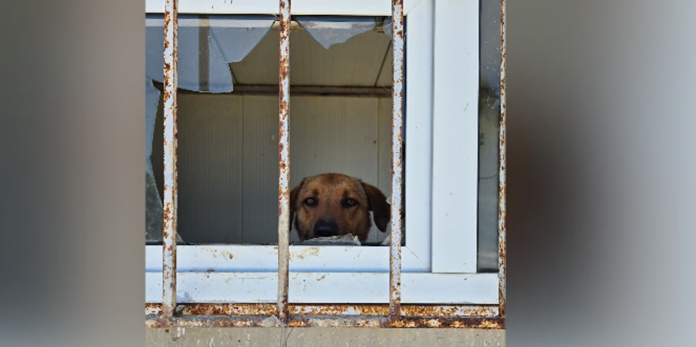 Dog looking through a window