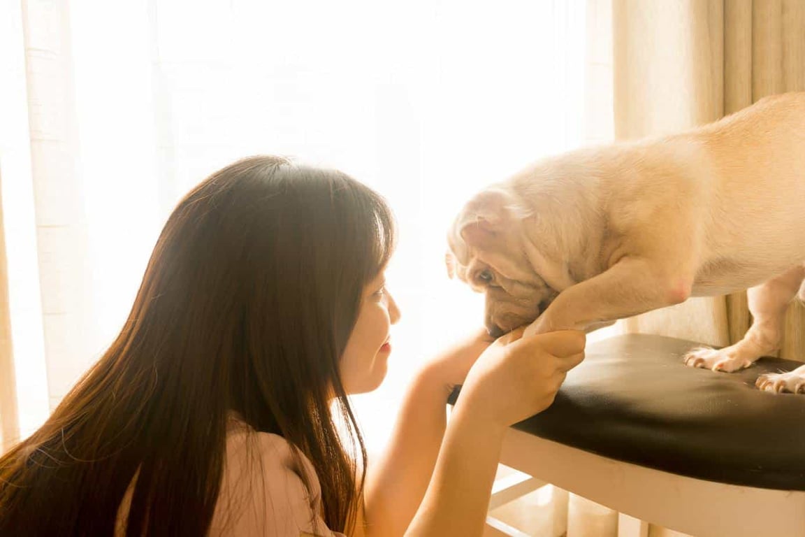 Fundraising for animal shelters - adoption
