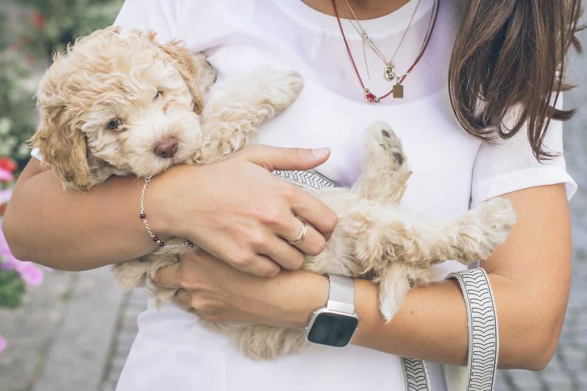 financial aid for pets - pet sitting