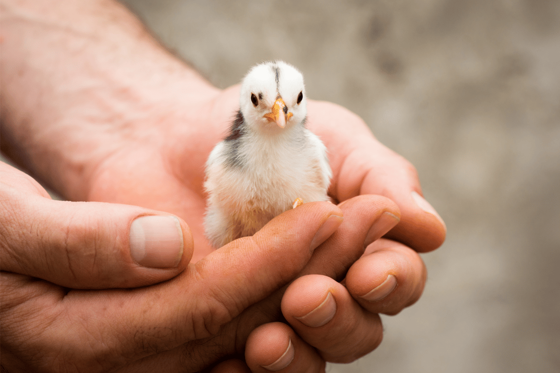 Animal Charity