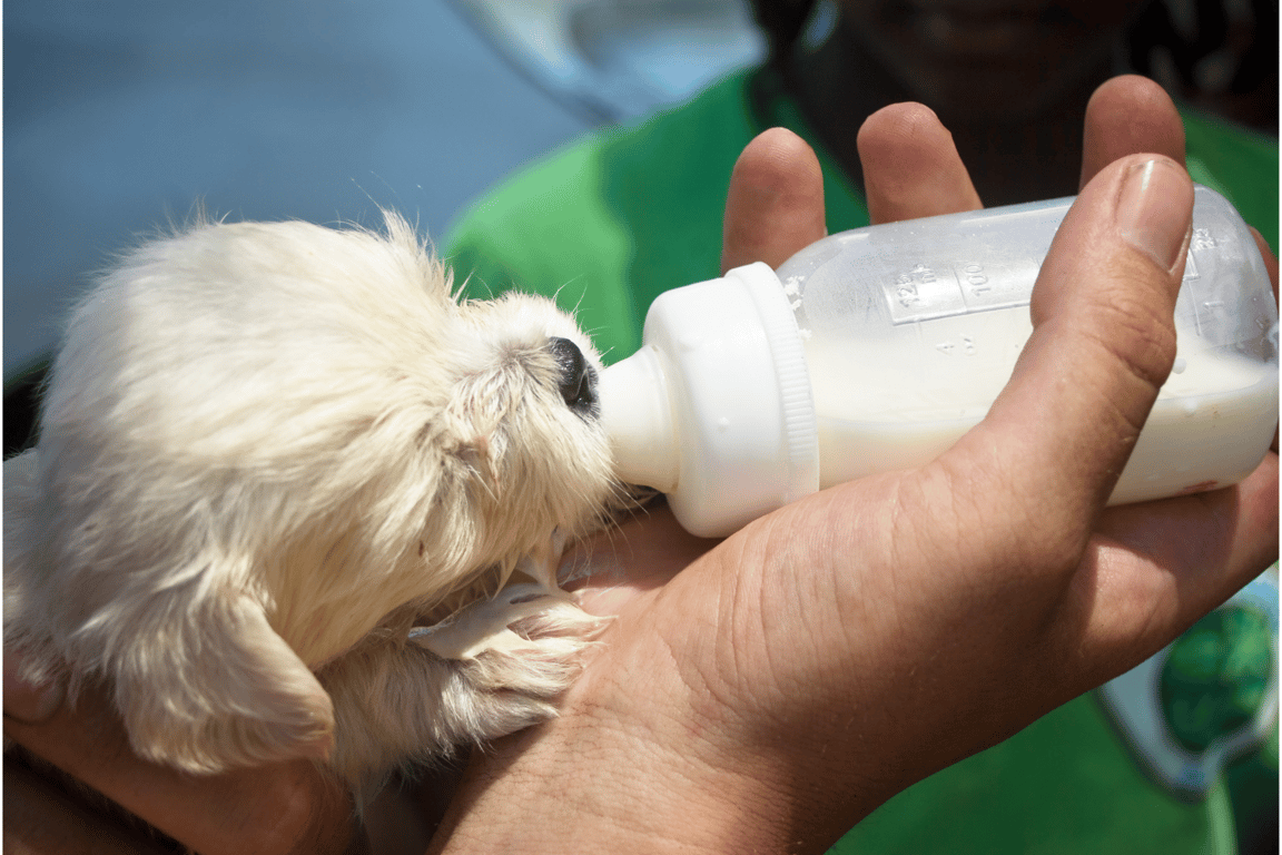 Animal Welfare Charity