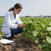 Salk Tests Deep-Rooted Soybeans image