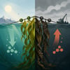Kelp Farms Show Mixed Carbon Effects topic image