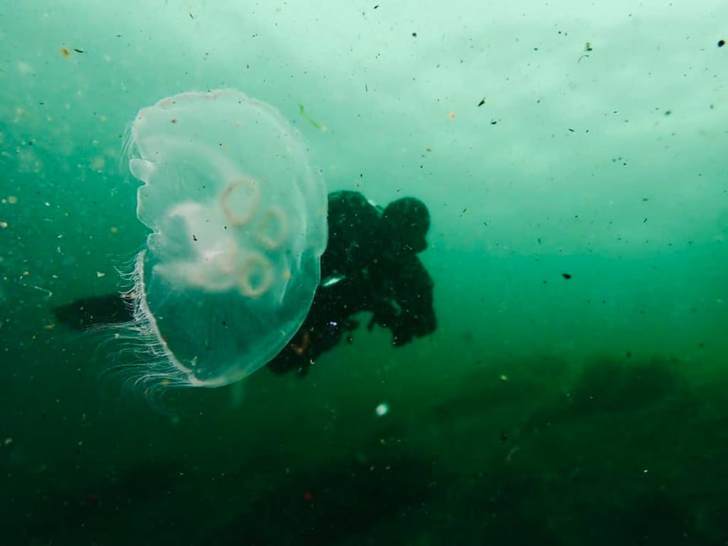 Scuba Diving Loch Linnhe with a jelly fish iage used by Scottish PR agency