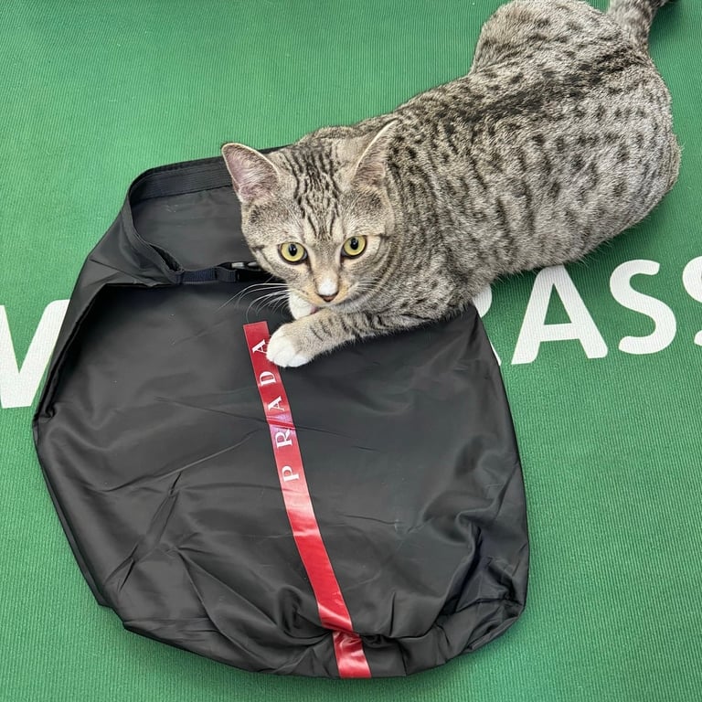 Prada America's Cup Red Silver - 9