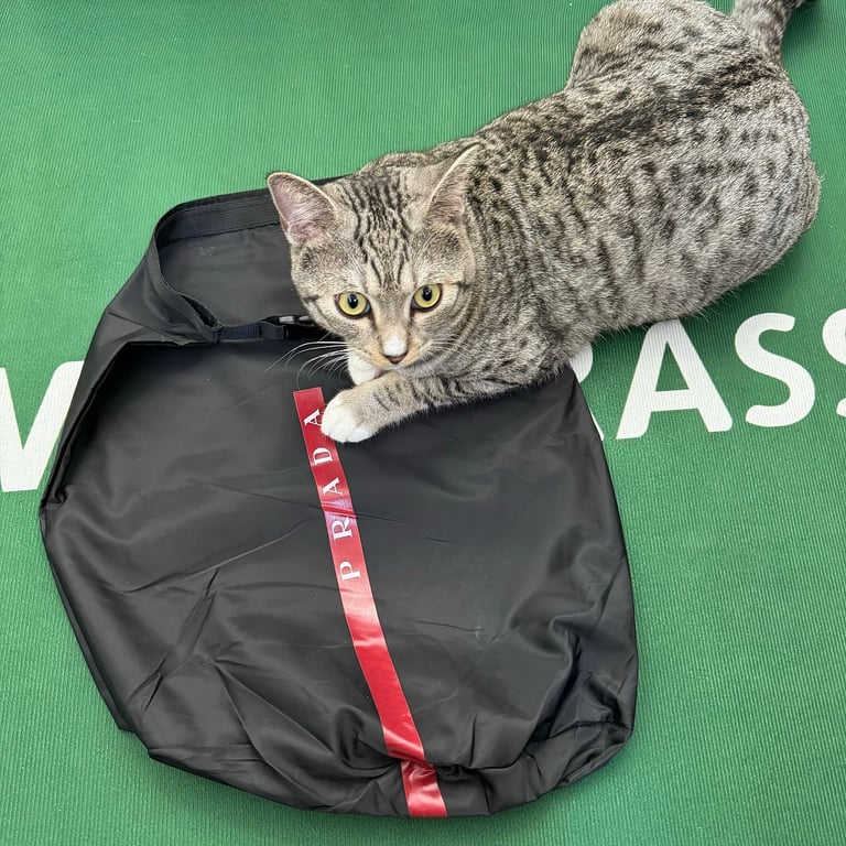 Prada America's Cup Sneakers White Grey - 9
