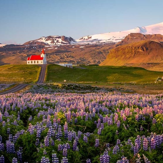 Icelandic Soul: The Gold Standard Journey