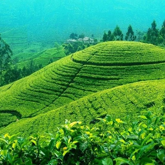 Darjeeling: A Himalayan Tea Story