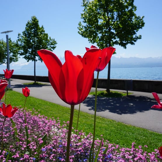  Lausanne: a View from the Waterfront