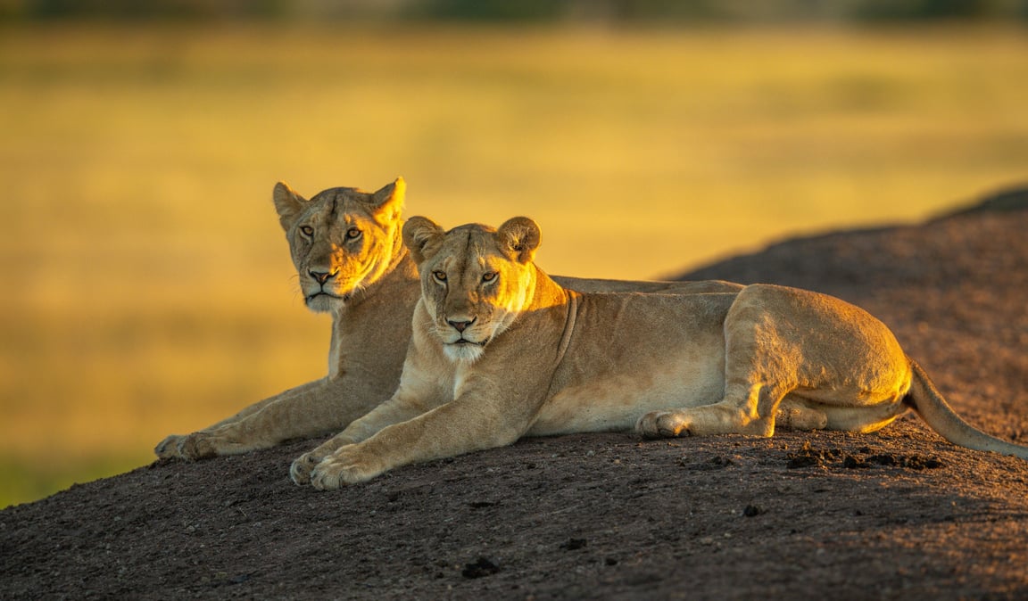 10-Day Luxury Safari & Zanzibar Beach Holiday