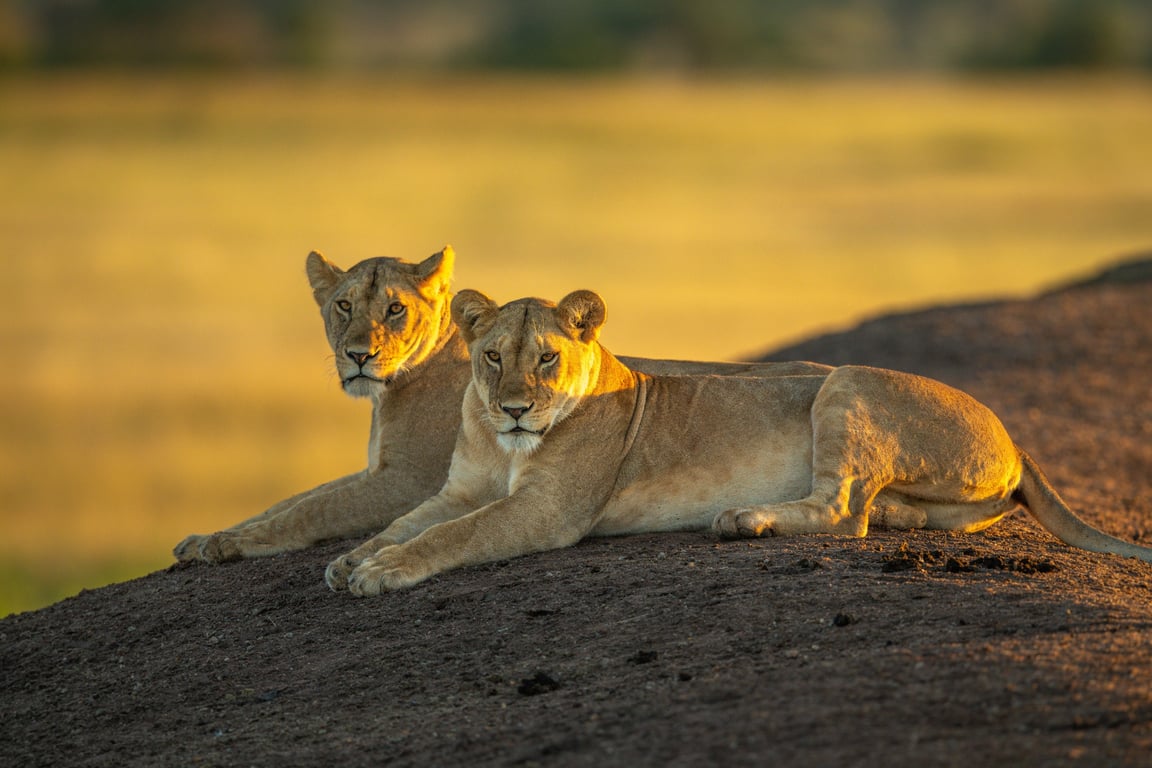 10-Day Luxury Safari & Zanzibar Beach Holiday