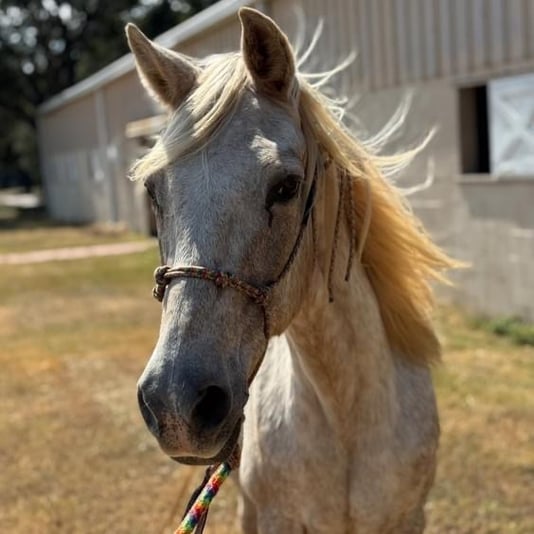 CD9E4EF1-E4F2-47D5-BEB8-940227765DA0