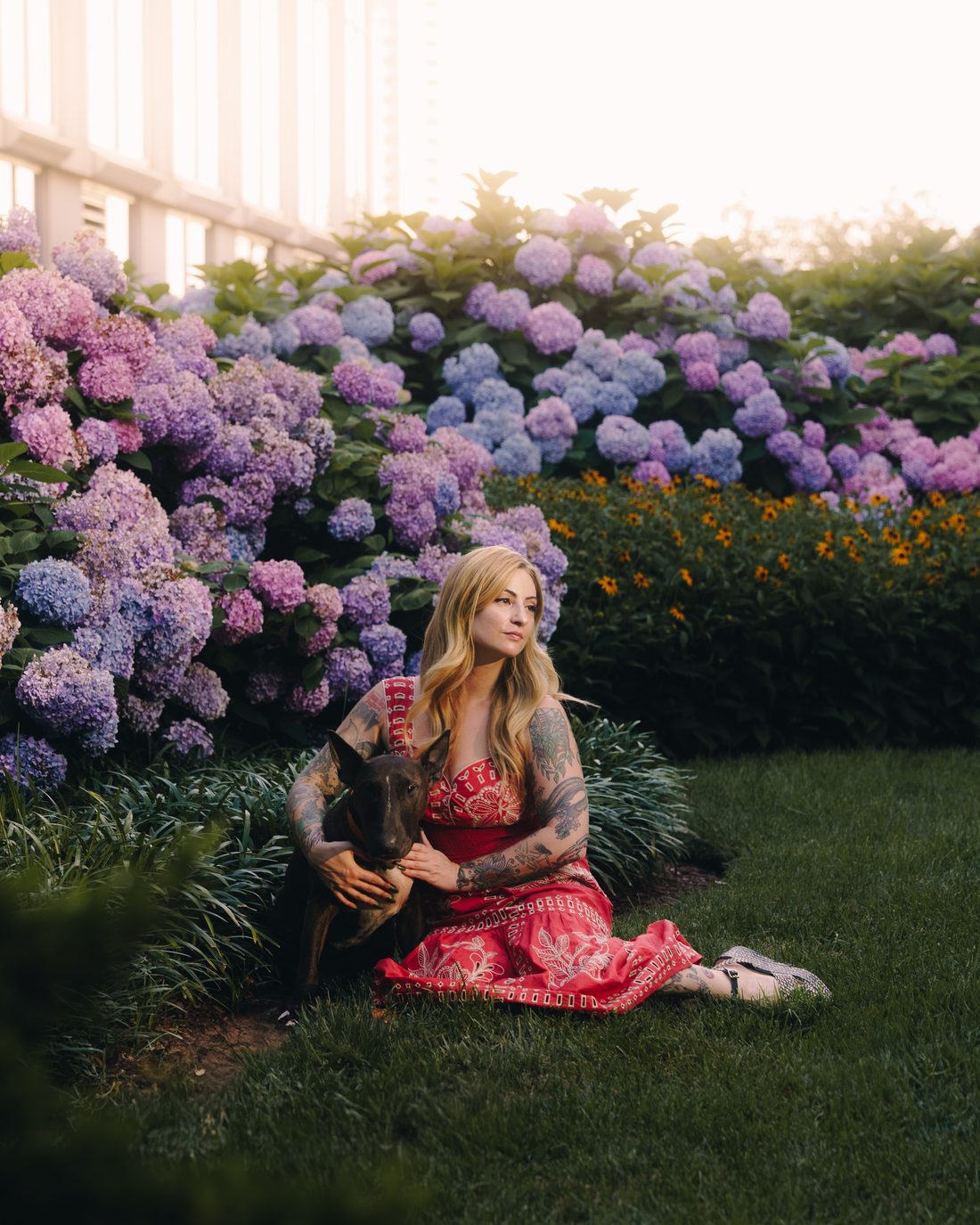 A woman in a red patterned dress sitting on the grass in front of a bank of hydrangeas, a black dog leaning into her