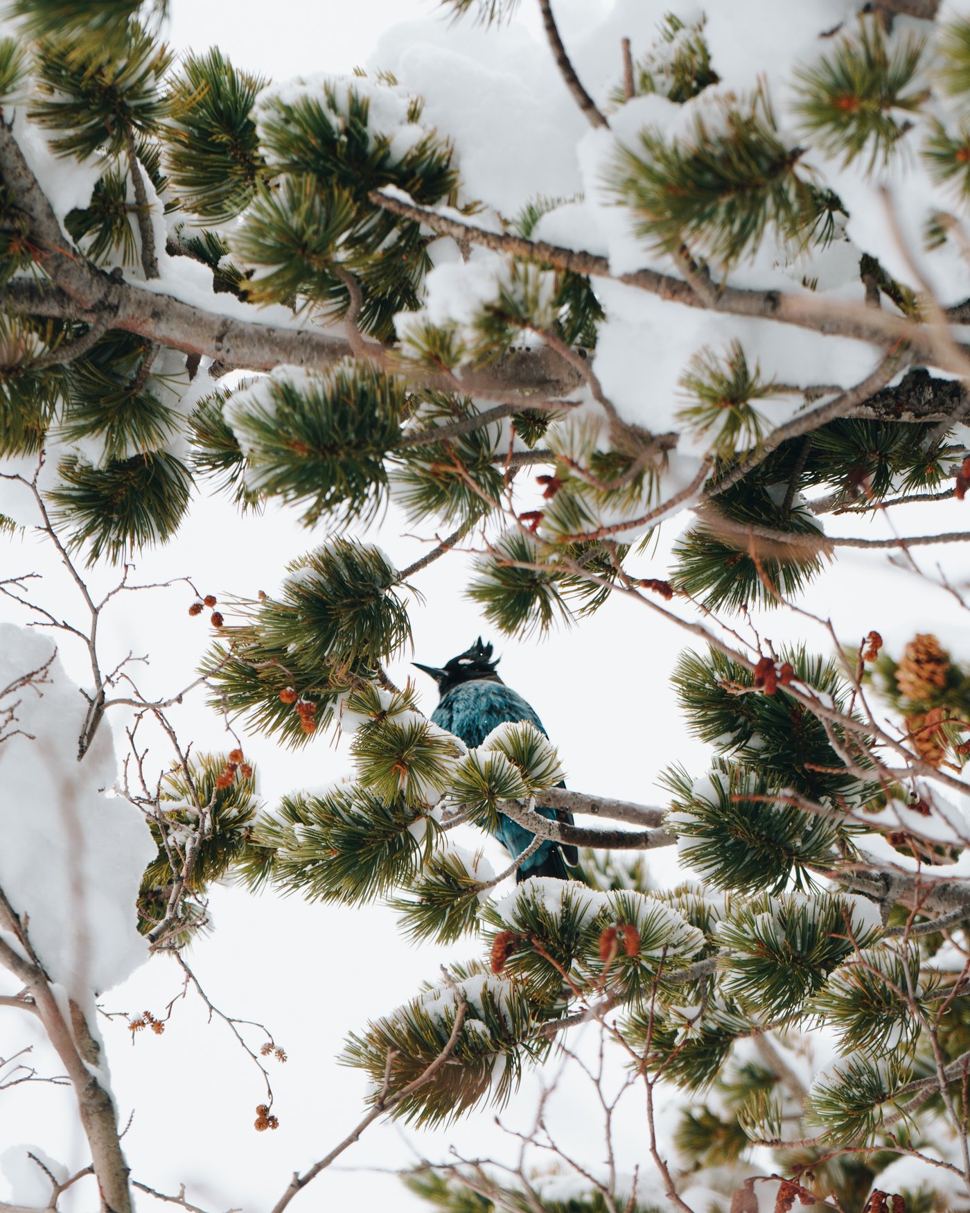 Colorado, frame 2