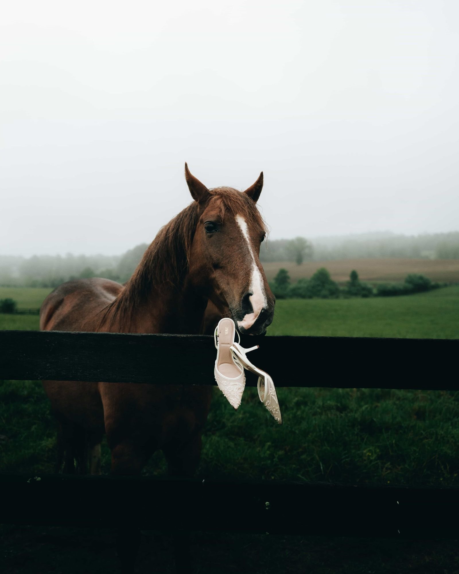 A horse leaning over a fence rail in the mist, a pair of bridal heels hooked over the wood beside it