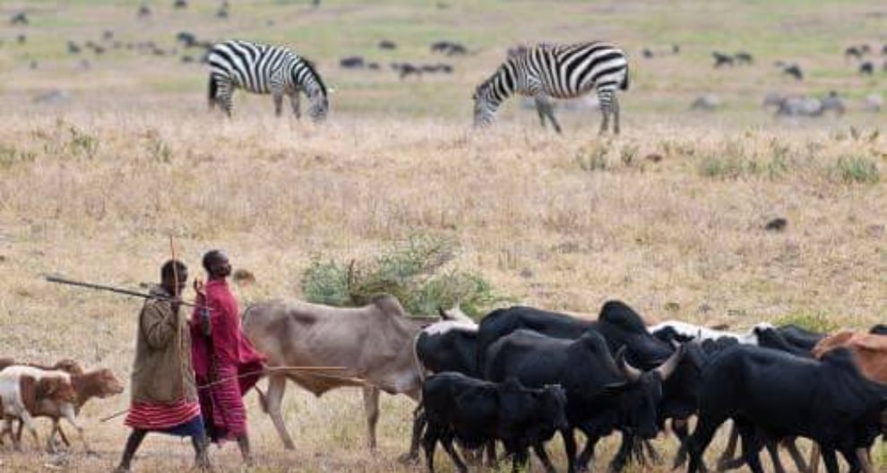 Tanzania: 24 Maasai Accused Of Killing Policeman Freed By Co