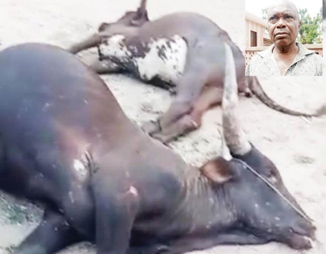 ESN Accused Of Killing Herder, 30 Igbo Man's Cows