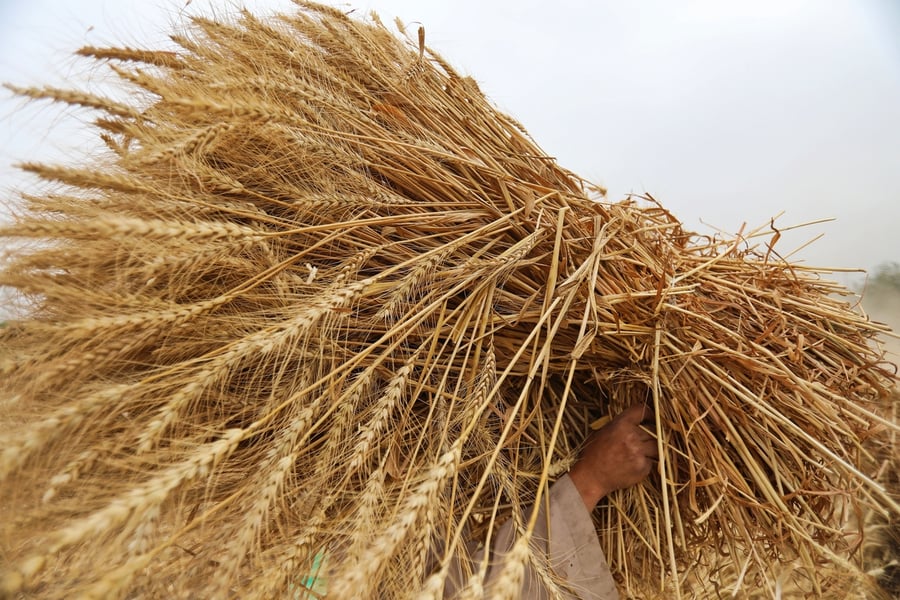 Russia-Ukraine: Saudi Arabia Assure Sufficient Wheat Supplie