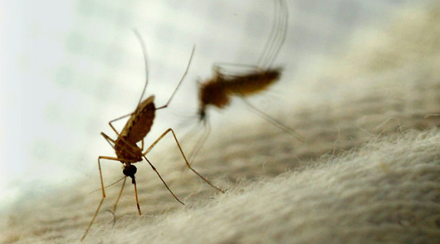 Scientists Discover Drug-Resistant Mosquito In Jigawa