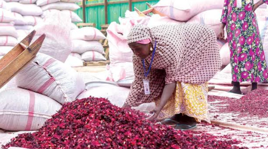 Jigawa CPC Destroys Zobo, Other Edibles Worth N2 Million 