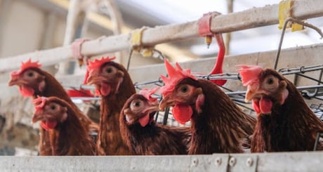Namibia: Authorities Ban Poultry Imports From South Africa D