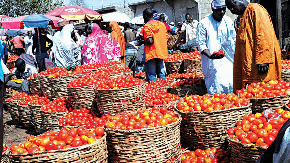 Farmers Predict Hike In Tomatoes Price