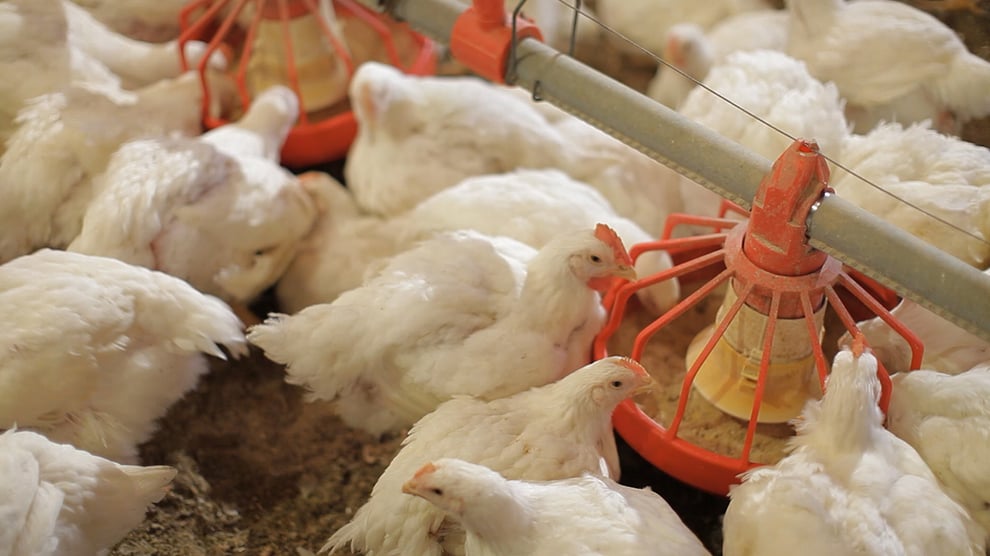 NAMCON To Empower Women With Over N8 Million Poultry Farms I