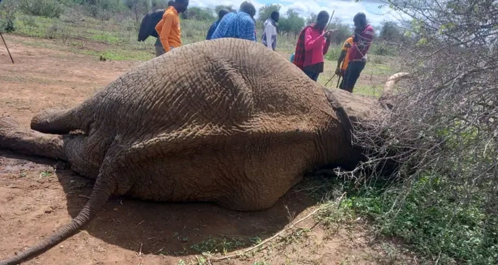 Enraged Residents Kill Elephant Who Trampled 10-Year-Old Boy