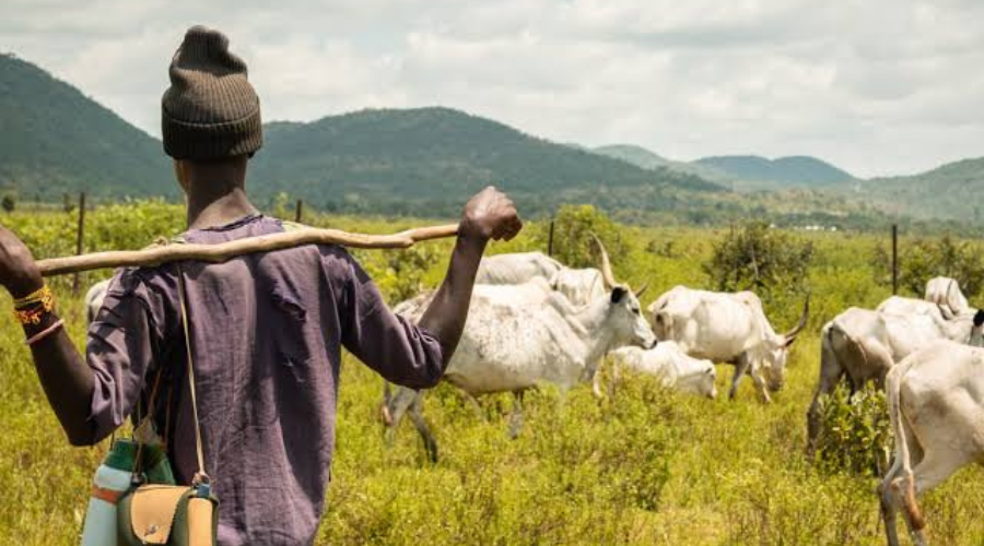 Herder-Farmer Clash: Two Arrested For Attempted Cow Rustling