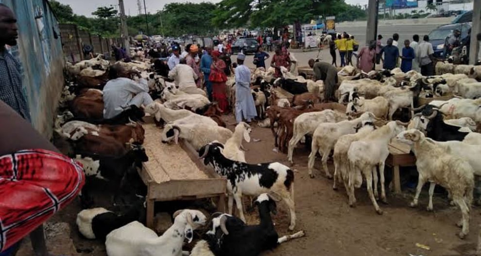 Sallah: Prices Of Livestock Surge In Mali