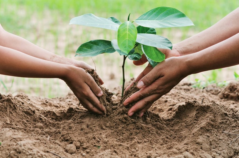 Climate Change: Seplat To Plant Five Million Trees In Five Y