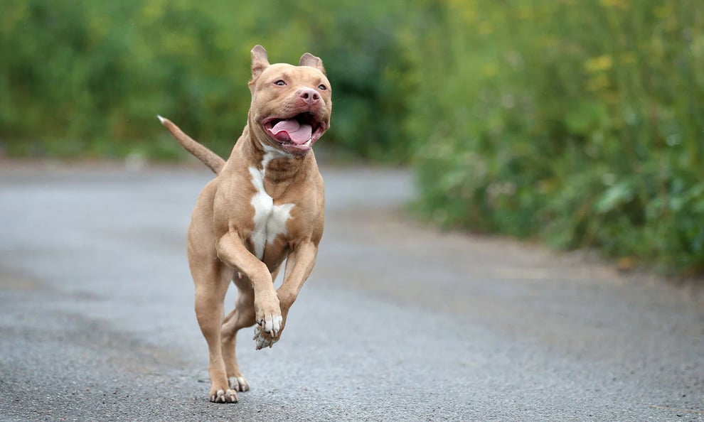 Pitbull Mauls Man To Death In South Africa