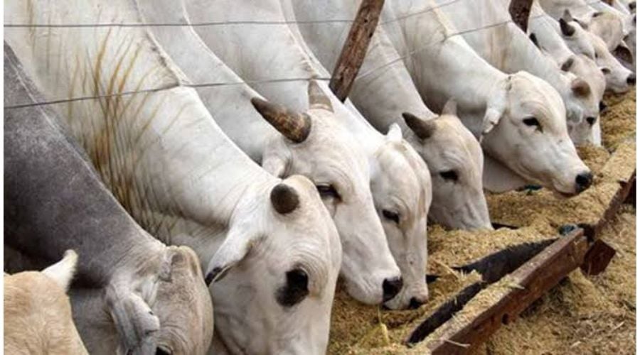 Abia Government To Review Lease On Cattle Market, Quarries