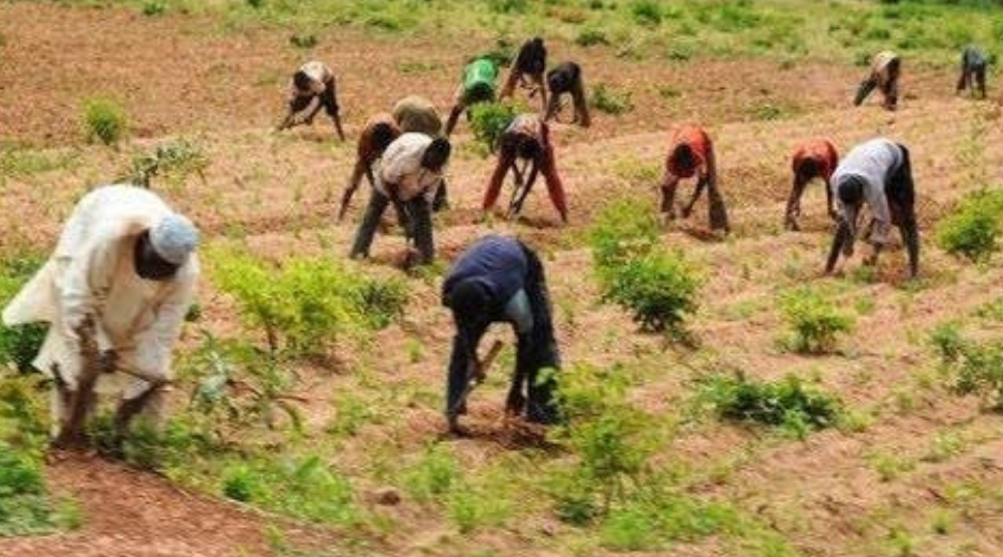 Nasarawa: Farmers Benefit From FG's Intervention Plan