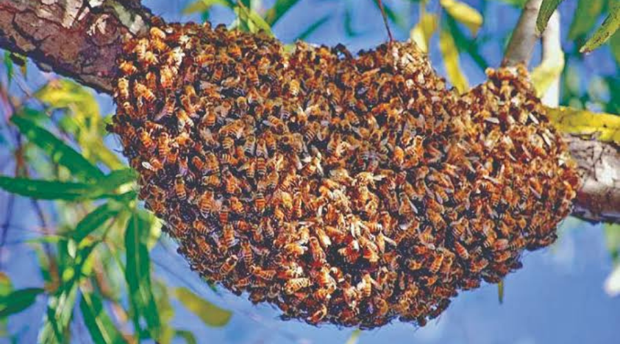 Bees Kill Nomadic School Pupil In Kano 