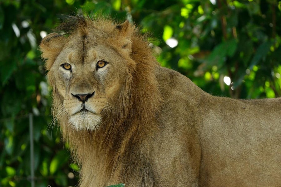 Lion Recovers From COVID-19 Infection In Singapore