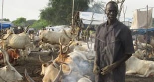 How bandits’ informant was arrested with stolen cow in Kad