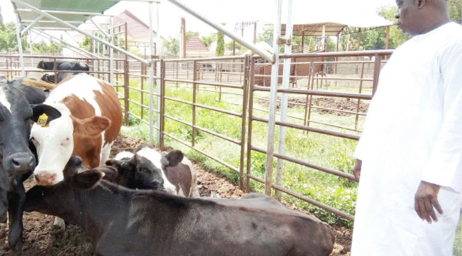 Livestock Business Next To Oil — MACBAN 
