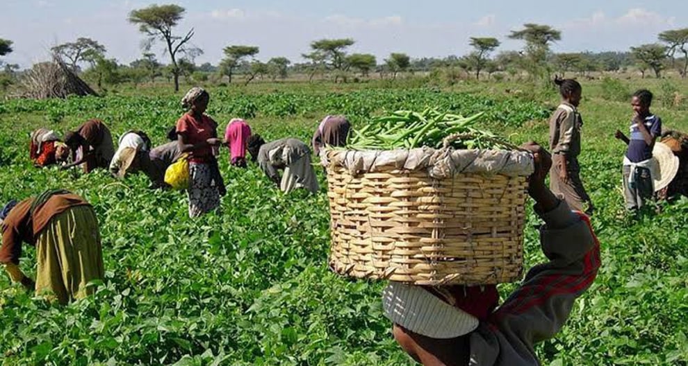 Farmer's Fair: FCTA Hosts Abuja Women Farmers