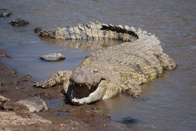 Teen Injured By Crocodile In Zambia