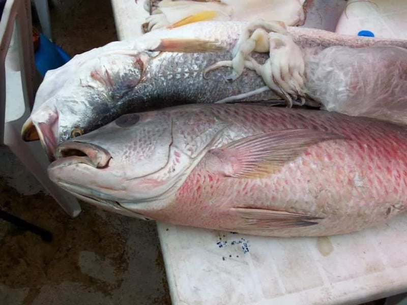 Two Men Docked For Allegedly Stealing Fish Worth N2.5 Millio
