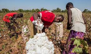 NBS, Farmers Sign MoU On Building Data In Cotton Production