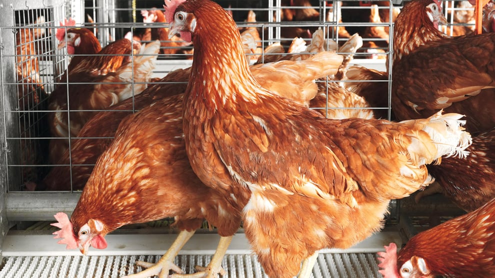 Farmers' Association Says Poultry Industry Now Worth N3 Tril