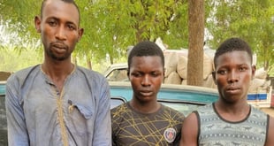 Niger: Police arrest three for allegedly rustling 132 rams