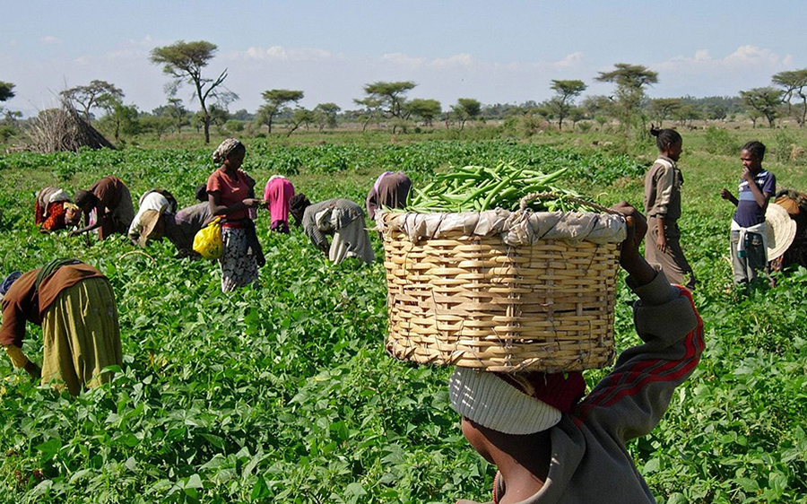 Agricultural Budget: Women Farmers Seek Inclusion