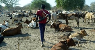 Kaduna: Bandits kill two herders, rustle 223 cows