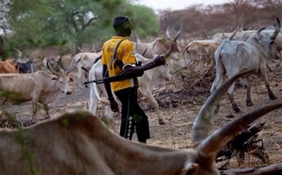 Anambra: 20 cows killed, others injured in gunmen attack